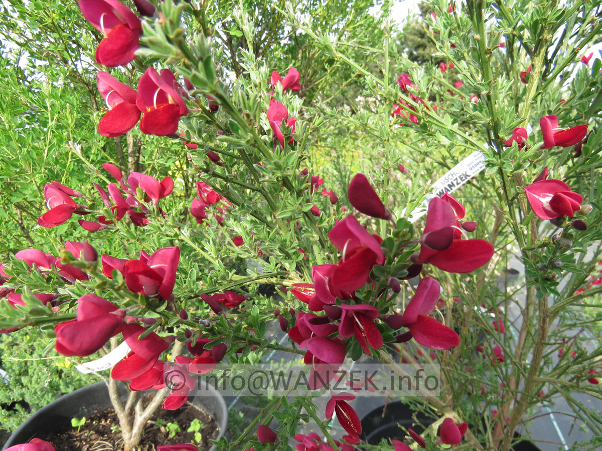 Cytisus scoparius Boskoop Ruby 03.JPG
